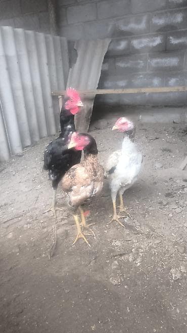 продажа голубей: Продаются семья бойцовых, породы Шалпан, две курицы и петух. Возраст 7 — 2