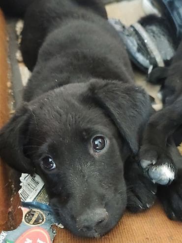 Продажа собак: 2 Щенка, мальчик и девочка, метисы лабрадора/дворняжки, черного — 2