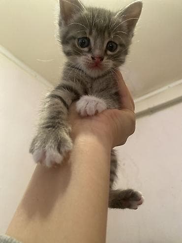 новорожденные котята: Скотиш Страйт (Шотландская прямоухая), 1 месяц, Девочка, Серый — 3