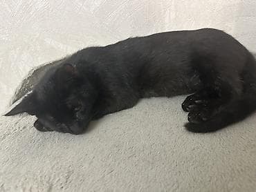 Продажа кошек: Беспородная, 10 месяцев, Мальчик, Черный, Кастрирована, Приучена к лотку, Проглистована — 4