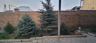 саженцы смородины питомник: Саженцы деревьев: Ели — 2