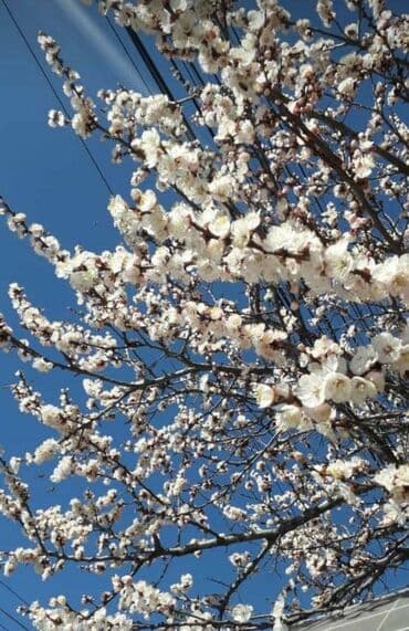 розовая вода: Компот из абрикосов — приятный освежающий и полезный напиток — 2