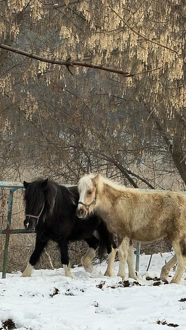 продаю баран буденовка: Продаю | Кобыла (самка) | Для разведения, Рабочий, Конный спорт — 6