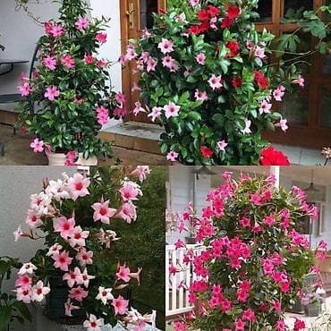 розы рассада: Пеларгонии сортовые — более 200 сортов в наличии - Ассортимент — 10