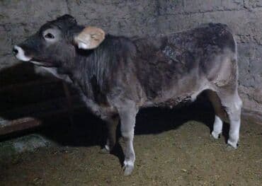 сх животные и товары: Продаю | Тёлка | Швицкая | Для разведения | Искусственник — 4