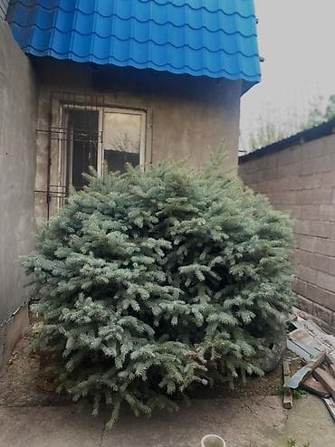 лировидный фикус: Ель голубая (Picea pungens), взрослый куст-дерево шаровидной формы — 1