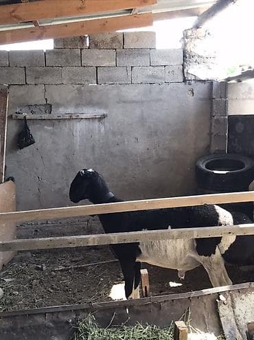 куплю козу на мясо: Продаю | Коза (самка) | Полукровка | Для разведения — 2