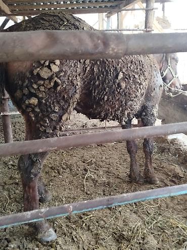 породистые кошки бишкек: Продаю | Кобыла (самка) | На забой — 4