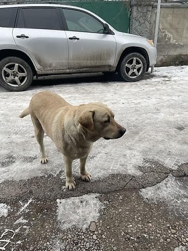 спанель собака: Лабрадор-ретривер, светло-палевый окрас. Крупная, мощная собака с — 5