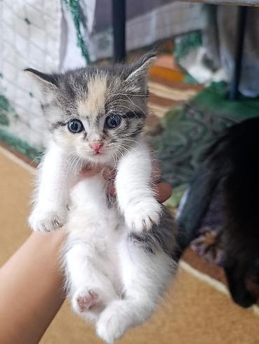 Отдам даром кошку: Отдам за символическую плату котят. Котятам чуть больше месяца, и уже — 3