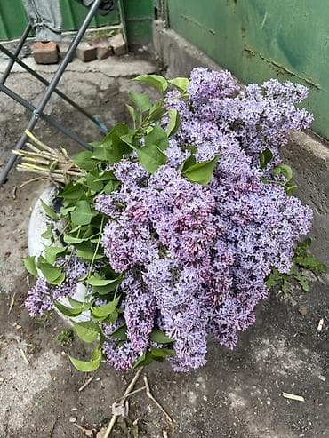 корзинки для цветов: Сирень срезанная — пышные ароматные ветви для букетов и декора. - — 3