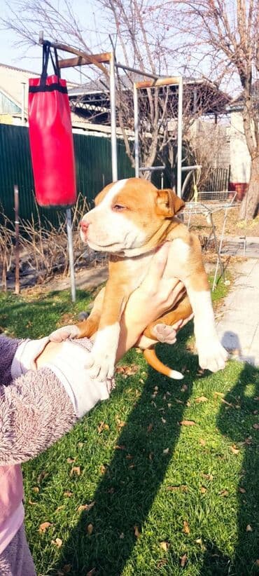 собаки на продажу: Амстафф, 1 месяц, Самец — 9