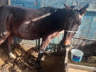 купить французского бульдога: Продаю | Кобыла (самка) | Рабочий — 7