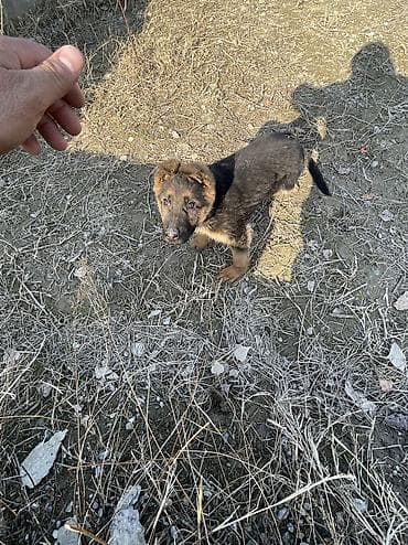 Немецкая овчарка, 2 месяца, Самка, С родословной