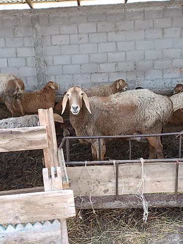 козы кара балта: Продаю | Овца (самка) — 2