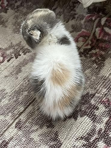 кошка крысолов: ВЕСЛАУХАЯ КОШКА Котёнок, окраса серо-белый с пятнышком на лбу — 2