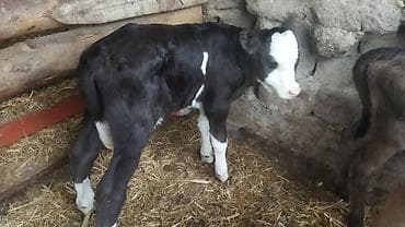 коровы симентал: Продаю | Тёлка | Полукровка | На откорм — 2