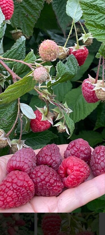 Унитазы и комплектующие: Продаю рассаду ремонтантной малины Сорт"Геракл" цена 15 сом за один — 4