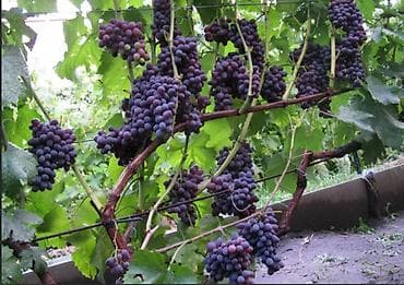 грибы синеножки: Юпитер годовалые саженцы столового винограда 
кишмиш неукрывной — 1