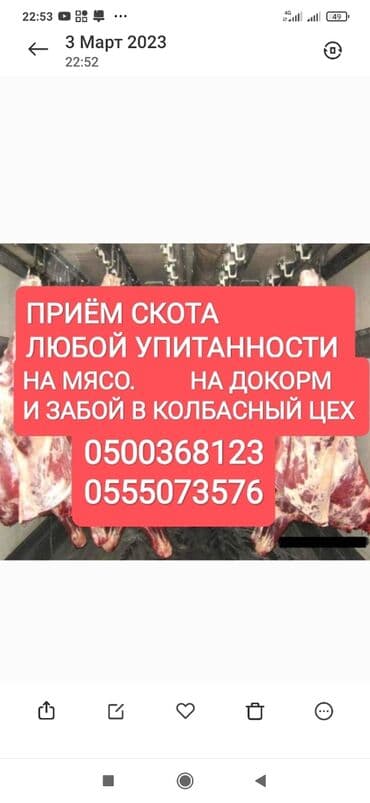 оборудование для кур: Сатып алам | Уйлар, букалар, Жылкылар, аттар | Күнү-түнү, Бардык шартта, Союлган — 1