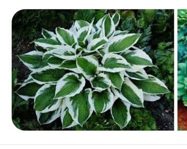 дизайнерский ремонт бишкек: Дизайн — 4