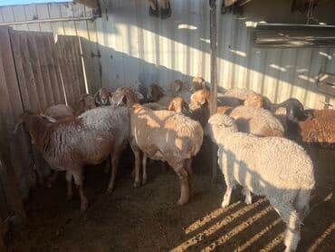 купить кошку в бишкеке: Продаю | Овца (самка) | Для разведения | Матка — 5