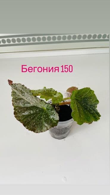 сколько стоит букет цветов в бишкеке: Излишки, состояние 10/10 От 3 цветов и выше сделаю хорошую скидку — 9