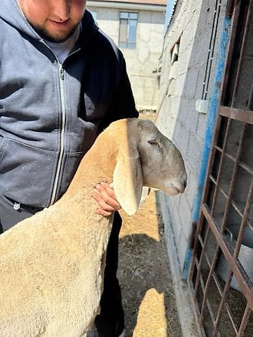 Продаю | Баран (самец) | Арашан | Для разведения | Племенные