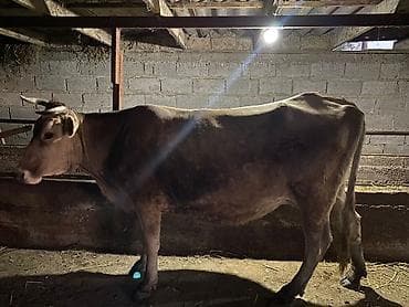 утка лалафа: Продаю | Корова (самка) | На откорм | Нетель — 2