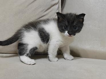 британские котята характер: 1 месяц, Девочка, Биколор, Приучена к лотку — 2