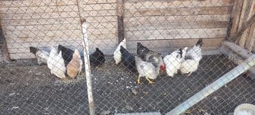 кошка домик: Продаю | Петух, Куры | Для разведения — 10