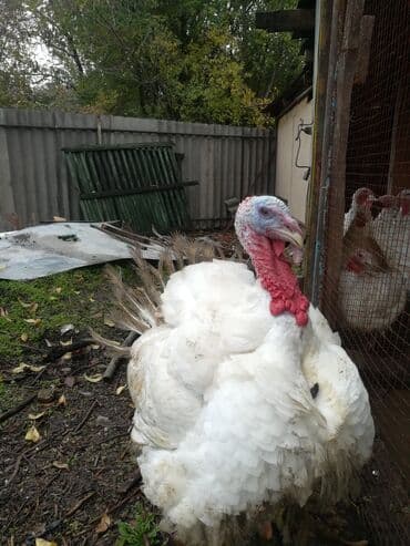 сколько стоит немецкая овчарка в бишкеке: Здравствуйте. Продаю индюков, порода хайбрид. Живым весом кг- 450 сом — 1