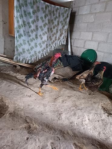 бенгал кошка цена: Продаю8000 — 6