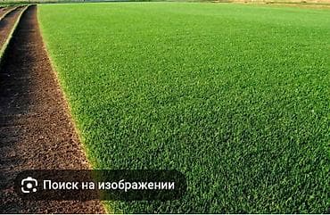 газонная трова: Рулонный газон (плотный дерн, спортивный/универсальный) - Ровное — 1