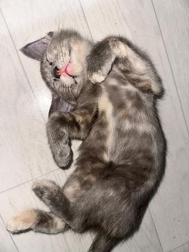 лысый кот сфинкс: Кошка даром: Беспородная, 3 месяца, Девочка — 2