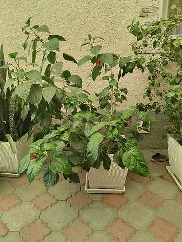 Комнатные растения в кашпо - Монстера делициоза (Monstera deliciosa) — 4