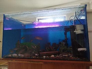 кони: Аквариум 50л размеры 50х34х30, в комплекте отдам грунт, так же за — 4