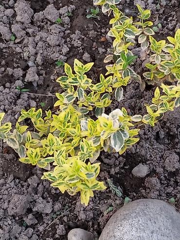 подснежник: Галантус Оптом (от 20 шт и более): нецветущая луковица большая 20 сом — 6