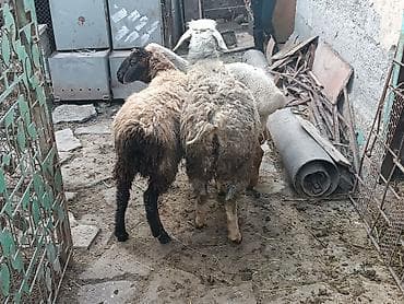 кошка домашный: Продаю | Овца (самка), Баран (самец) | На забой, Для разведения — 7