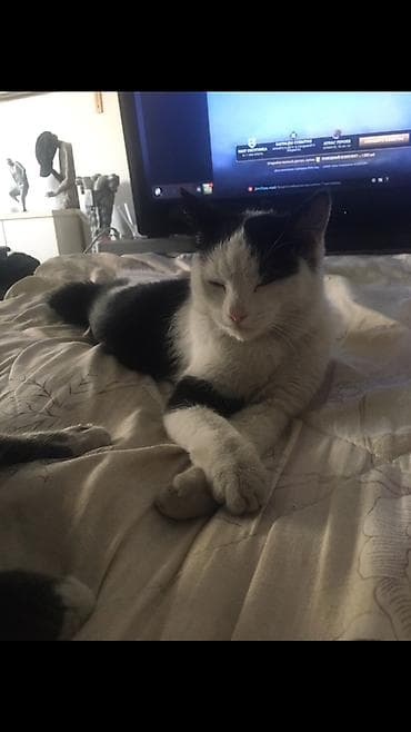 где продают собак: 1 год, Девочка — 7