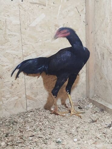 домик для кролика: Продаю | Куры — 1