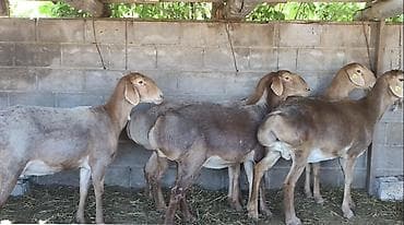 купит хорька: Продаю | Овца (самка) | Арашан — 1