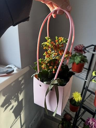 часы с кукушкой ссср: Хризантема в горшке — компактное комнатное/балконное растение с — 4