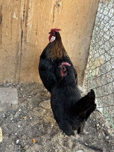 сколько стоит британская золотая шиншилла: Продаю | Куры, Петух — 2