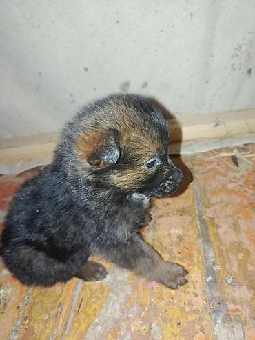 собаки пудели: Щенок немецкая овчарка — 3