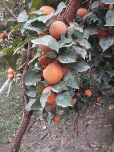 кел кел: Хурма с дерева - Сорт: крупноплодная сладкая хурма (без выраженной — 1