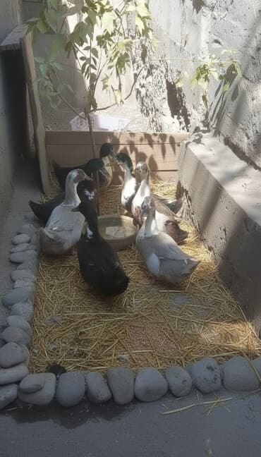 фелуцен для коров цена бишкек: Срочно Недорого! Домашние утки — Голубой Фаворит и Черношейка — 1