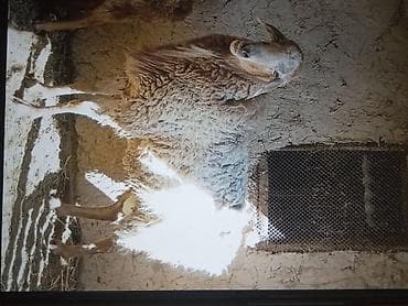 Продаю | Баран (самец) | Арашан | Для шерсти, На забой