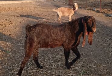 собака доберман сколько стоит: Продаю | Козёл (самец) | Камори | Для разведения | Племенные, Осеменитель — 4