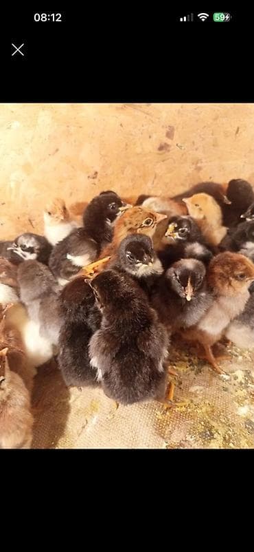 Продаю | Цыплята | Домашняя | Для разведения at lalafo.kg Продаю | Цыплята | Домашняя | Для разведения